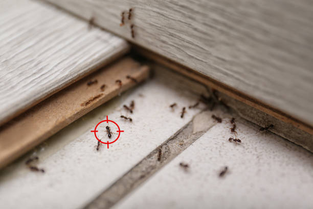 Reliable Fairview Park, OH Pest Control Solutions