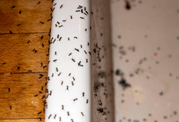 Best Spider Control Near Me  in Fairview Park, OH